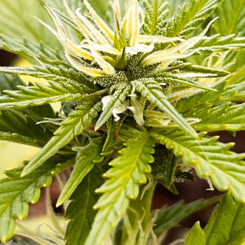 Blueberry Bliss Auto growlog timeline photo