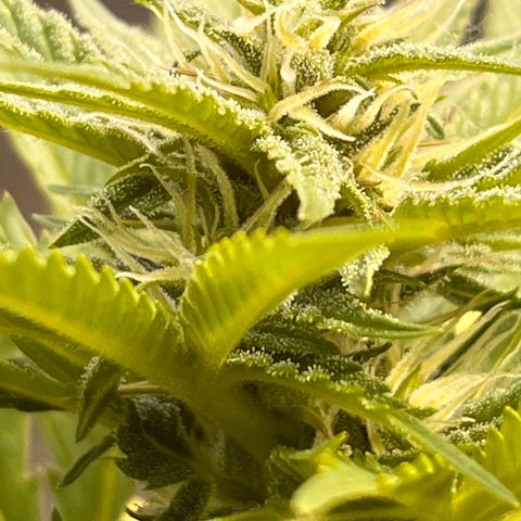 Blueberry Bliss Auto growlog timeline photo