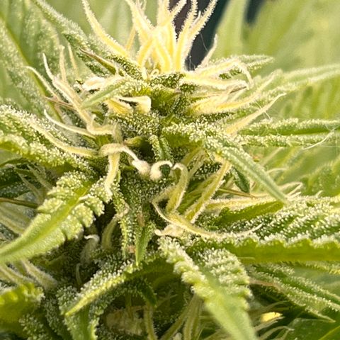 Blueberry Bliss Auto growlog timeline photo