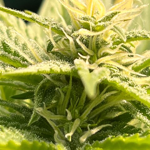 Blueberry Bliss Auto growlog timeline photo
