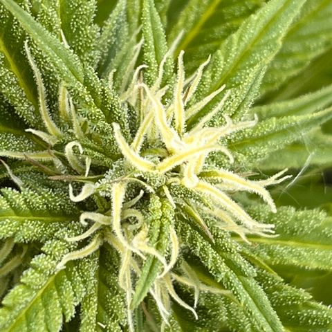 Blueberry Bliss Auto growlog timeline photo