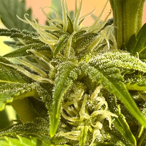 Blueberry Bliss Auto growlog timeline photo