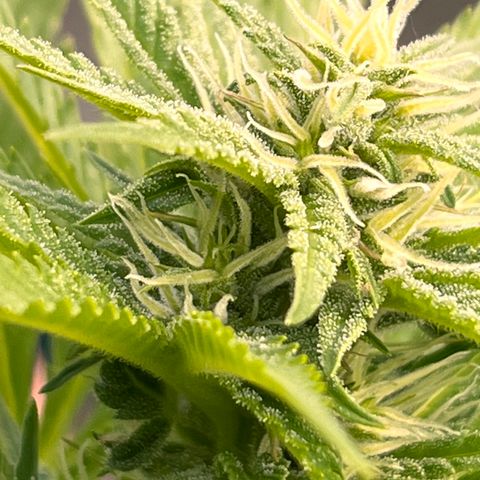 Blueberry Bliss Auto growlog timeline photo