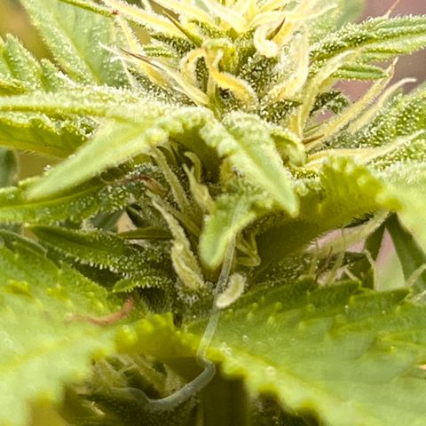 Blueberry Bliss Auto growlog timeline photo