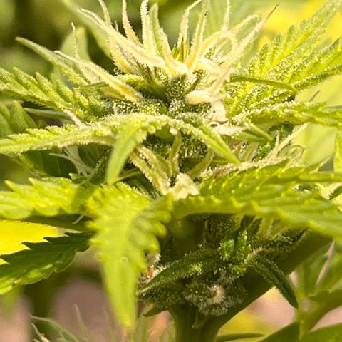 Blueberry Bliss Auto growlog timeline photo