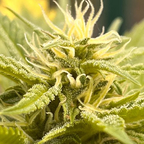 Blueberry Bliss Auto growlog timeline photo