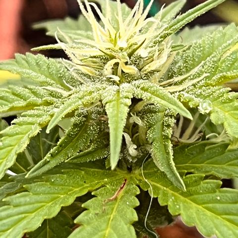 Blueberry Bliss Auto growlog timeline photo
