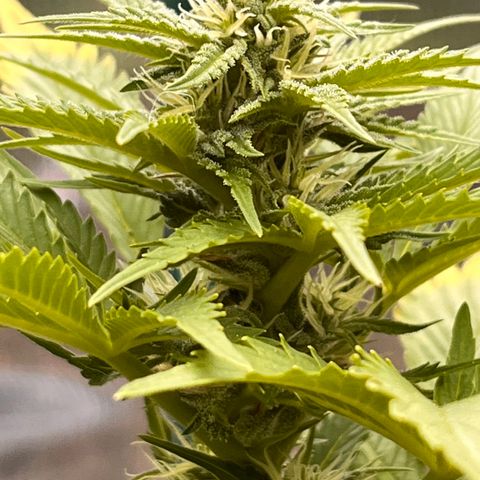 Blueberry Bliss Auto growlog timeline photo