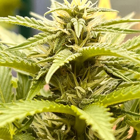 Blueberry Bliss Auto growlog timeline photo