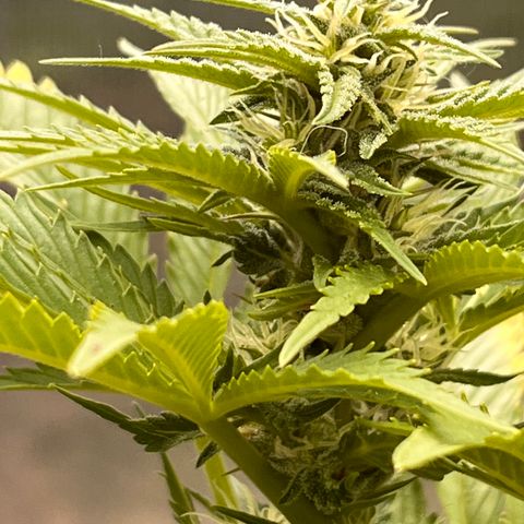 Blueberry Bliss Auto growlog timeline photo