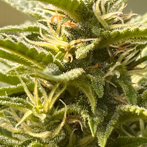 Blueberry Bliss Auto growlog timeline photo