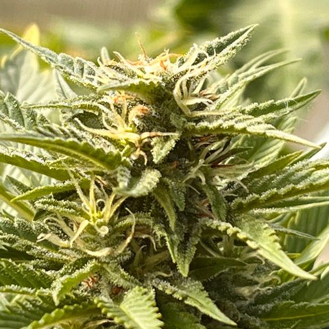 Blueberry Bliss Auto growlog timeline photo