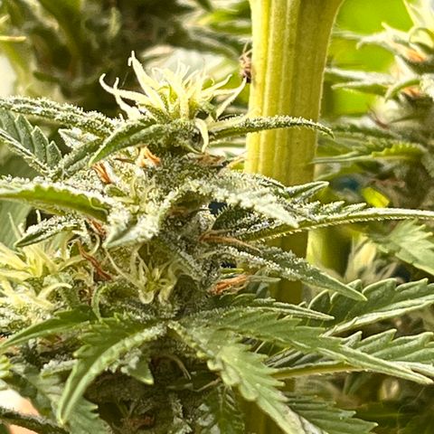 Blueberry Bliss Auto growlog timeline photo