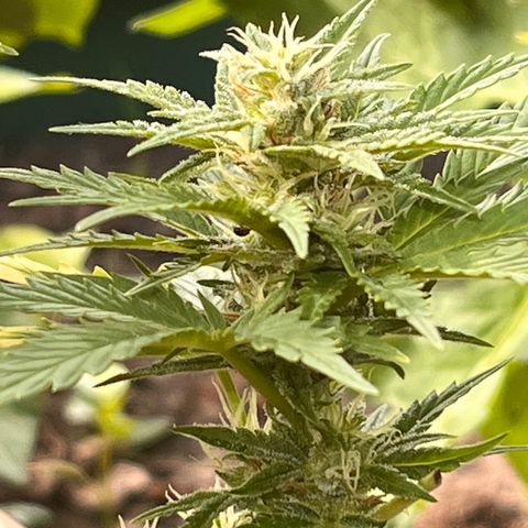 Blueberry Bliss Auto growlog timeline photo