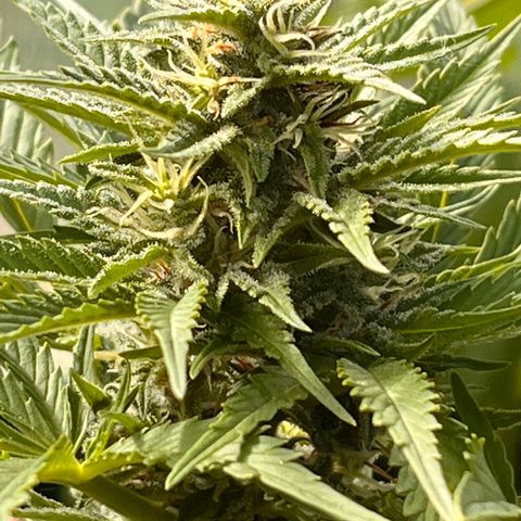 Blueberry Bliss Auto growlog timeline photo