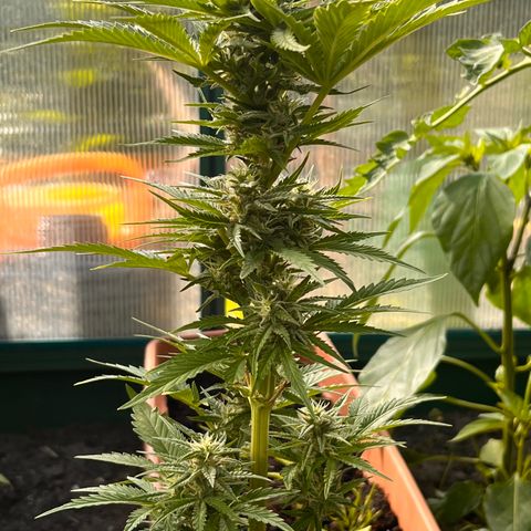Blueberry Bliss Auto growlog timeline photo