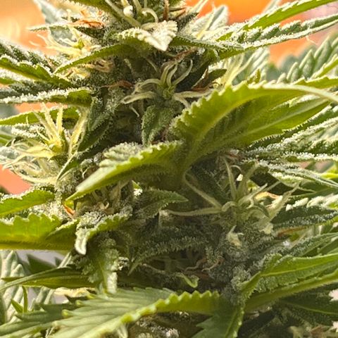 Blueberry Bliss Auto growlog timeline photo