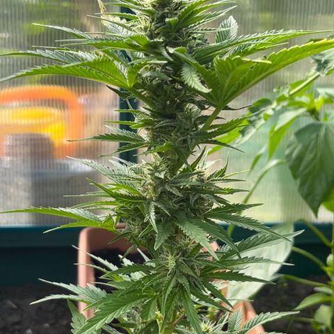Blueberry Bliss Auto growlog timeline photo