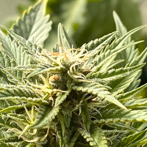 Blueberry Bliss Auto growlog timeline photo