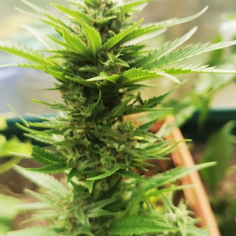 Blueberry Bliss Auto growlog timeline photo