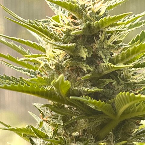 Blueberry Bliss Auto growlog timeline photo