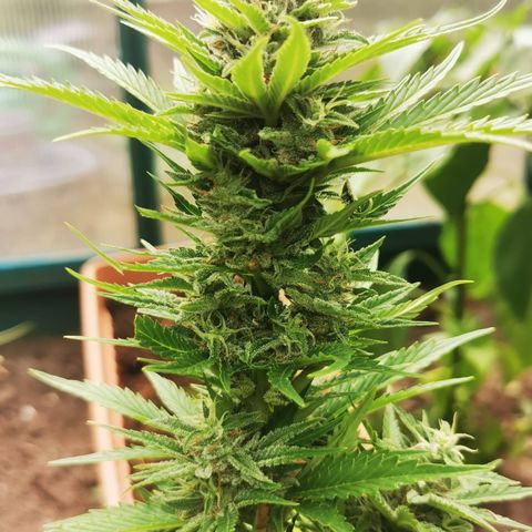 Blueberry Bliss Auto growlog timeline photo