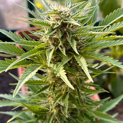 Blueberry Bliss Auto growlog timeline photo