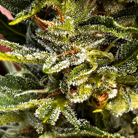 Blueberry Bliss Auto growlog timeline photo