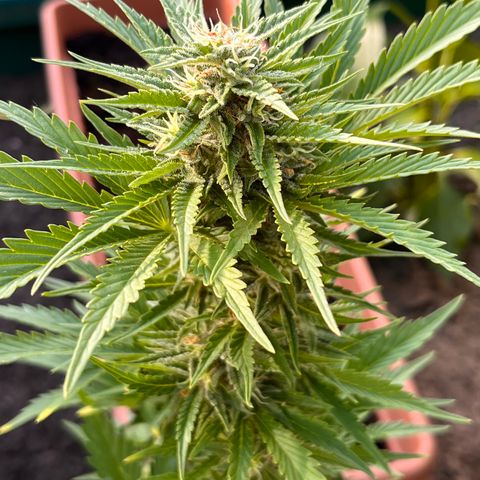 Blueberry Bliss Auto growlog timeline photo