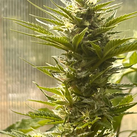 Blueberry Bliss Auto growlog timeline photo