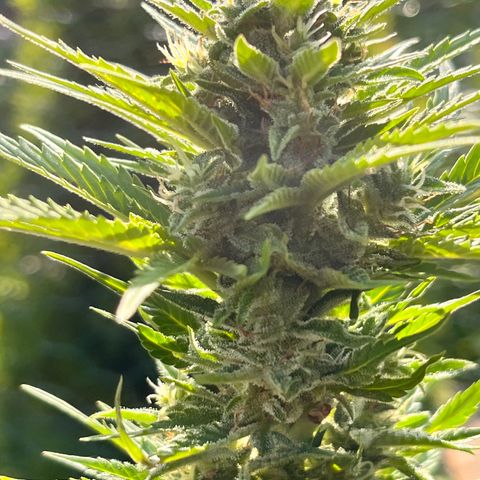 Blueberry Bliss Auto growlog timeline photo