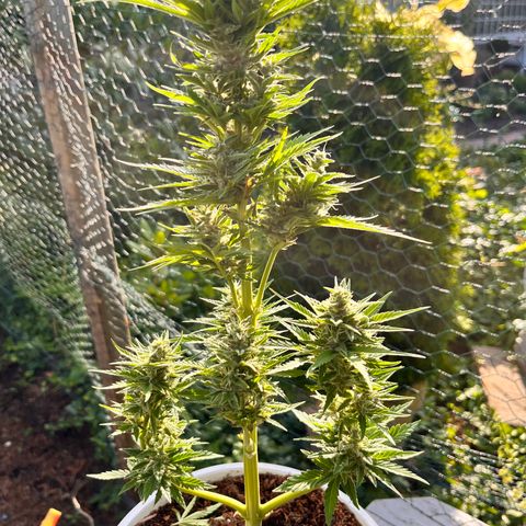 Blueberry Bliss Auto growlog timeline photo