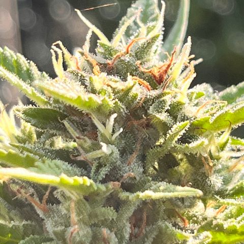 Blueberry Bliss Auto growlog timeline photo