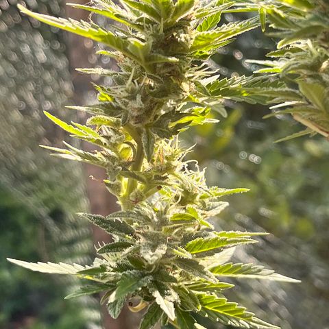 Blueberry Bliss Auto growlog timeline photo