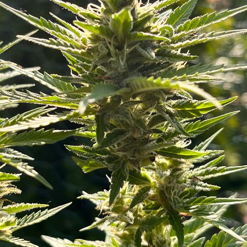 Blueberry Bliss Auto growlog timeline photo