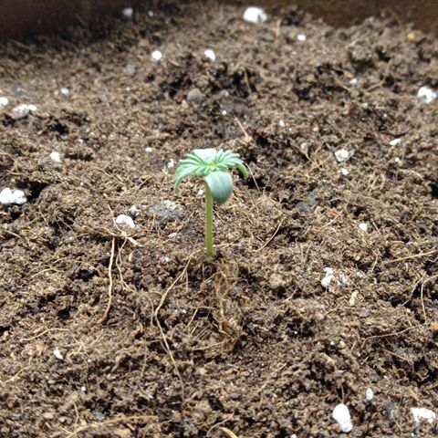 Grapefruit Matic Auto growlog timeline photo