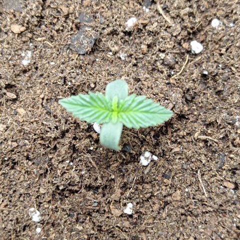 Grapefruit Matic Auto growlog timeline photo