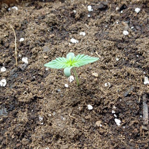 Grapefruit Matic Auto growlog timeline photo