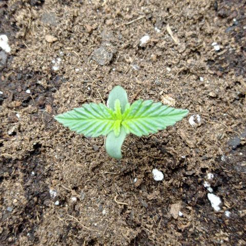 Grapefruit Matic Auto growlog timeline photo
