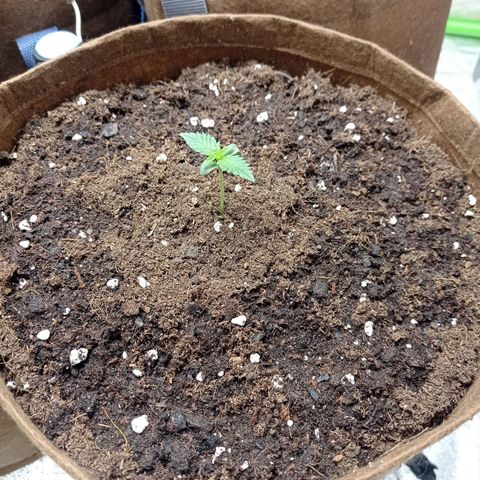 Grapefruit Matic Auto growlog timeline photo