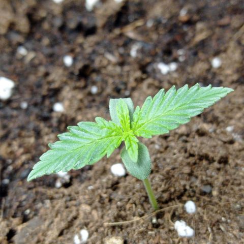 Grapefruit Matic Auto growlog timeline photo
