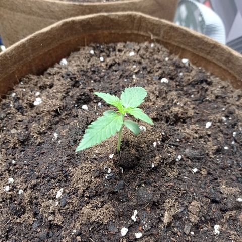 Grapefruit Matic Auto growlog timeline photo