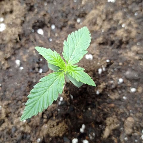 Grapefruit Matic Auto growlog timeline photo