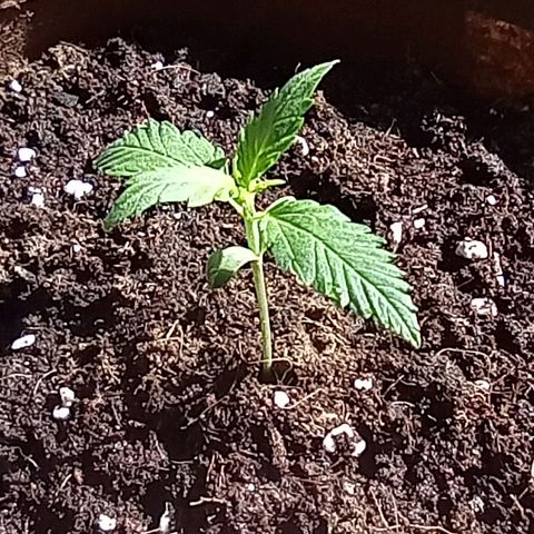 Grapefruit Matic Auto growlog timeline photo