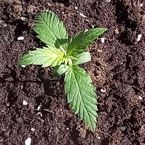 Grapefruit Matic Auto growlog timeline photo