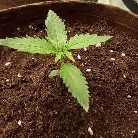 Grapefruit Matic Auto growlog timeline photo