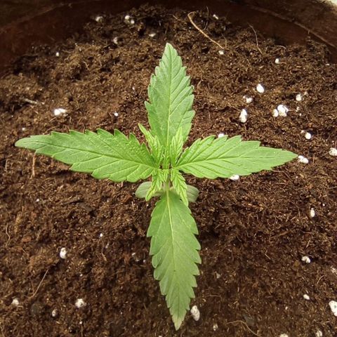 Grapefruit Matic Auto growlog timeline photo