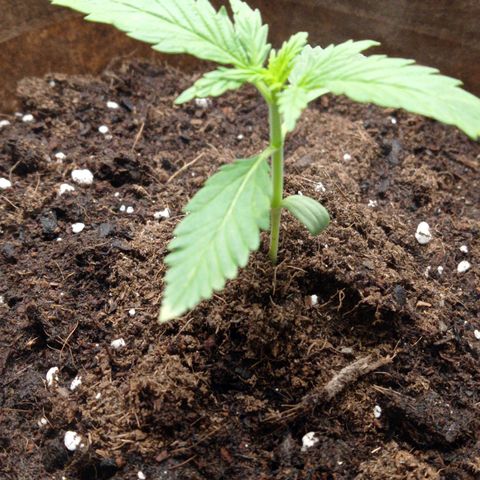 Grapefruit Matic Auto growlog timeline photo