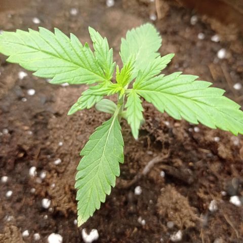 Grapefruit Matic Auto growlog timeline photo