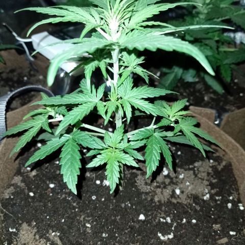 Grapefruit Matic Auto growlog timeline photo
